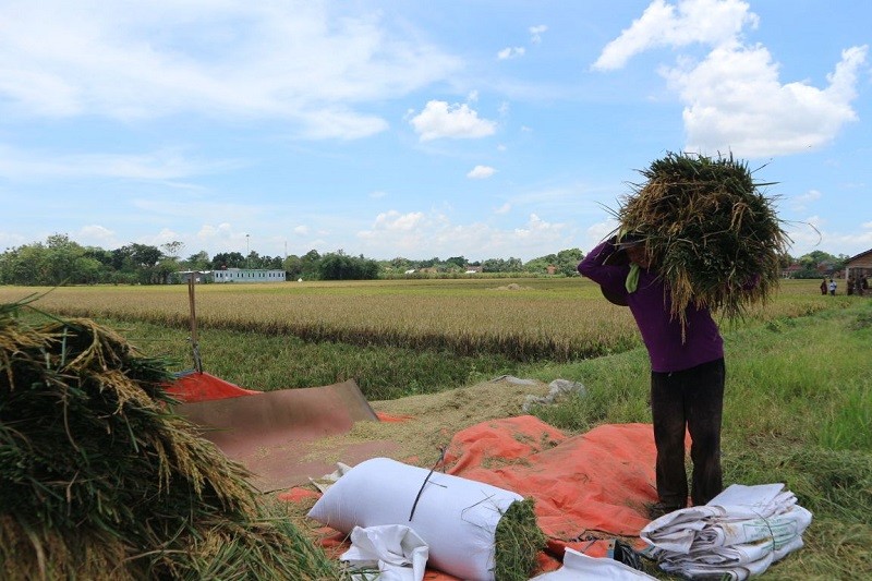 Indeks Harga Pangan Dunia April Turun, FAO: Kabar Baik (Dok.MNC)