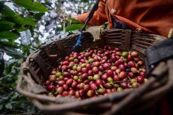 Kemlu Promosikan Komoditas Pertanian Berkelanjutan asal Jawa Timur. (Foto: MNC Media)