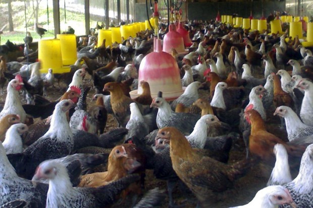 Dorong Produksi Pangan, ID FOOD Gandeng 2 Juta Peternak, Petani dan Nelayan (Foto: MNC Media)
