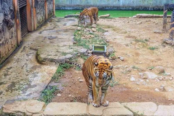 Risiko Kerja Tinggi, Segini Gaji Pawang Harimau yang Belum Banyak Diketahui. (Foto: MNC Media) 