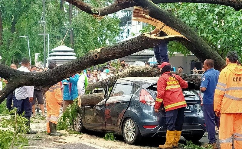 Begini Lho, Cara Menuntut Ganti Rugi Kendaraan yang Tertimpa Pohon. (Foto: MNC Media)    