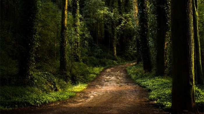 Kementerian PUPR Pastikan Pembangunan IKN Tak Akan Lakukan Deforestasi (foto: MNC Media)