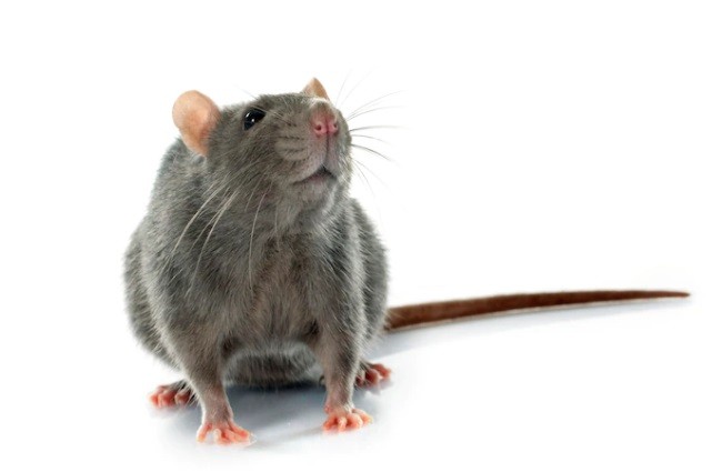 Intip Negara yang Menjadikan Tikus Sebagai Menu Makanan, Mana Saja? (Foto: MNC Media)