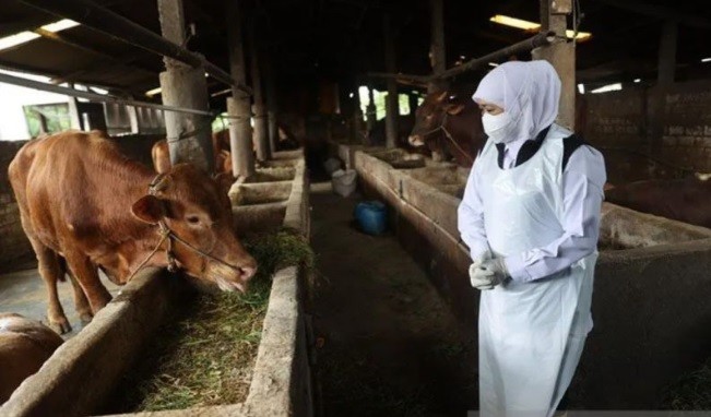 Bos Bulog Sebut Pemerintah Tak Akan Biarkan Penyakit Mulut dan Kuku Meluas. (Foto: MNC Media)