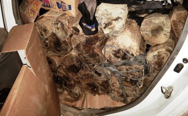 Mengenal Gaharu, Kayu Asli Indonesia Termahal di Dunia yang Dibanderol Rp1,5 Miliar per Kilo