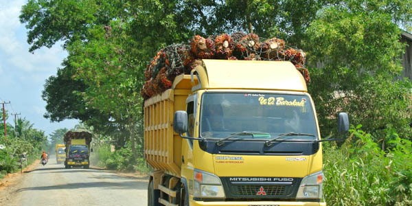 Kecewa TBS Tak Terserap, Petani Bakal Bawa Ratusan Truk Sawit ke Jokowi Besok? (Foto: MNC Media)