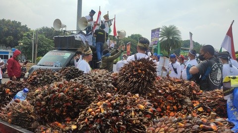 Terdampak Larangan Ekspor CPO, Petani Sawit: Anak Kami Terancam Putus Kuliah (FOTO: MNC Media)