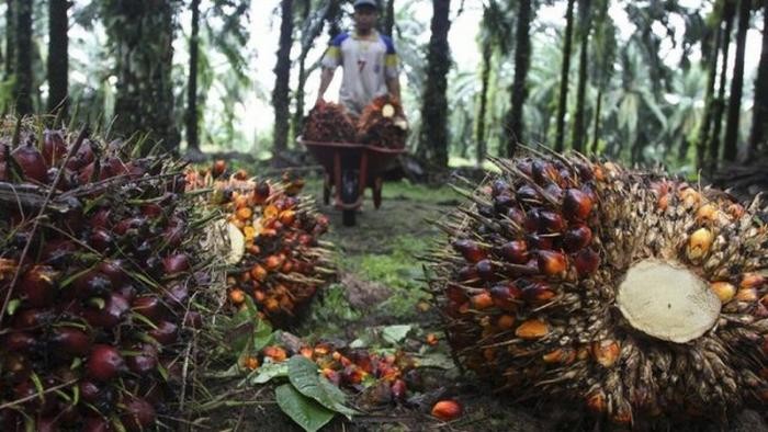 Uni Eropa Keluarkan Aturan Deforestasi, Petani Sawit RI Girang (FOTO: MNC Media)