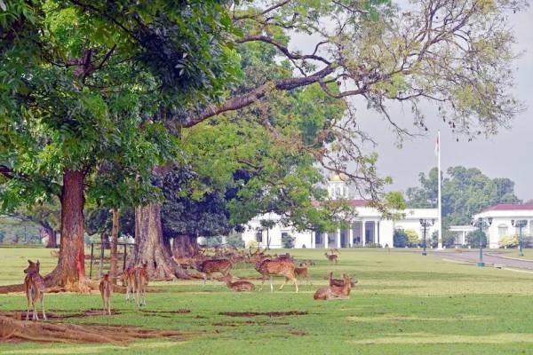 Cegah PMK, Masyarakat Diminta Tak Memberi Makan Rusa di Istana Bogor