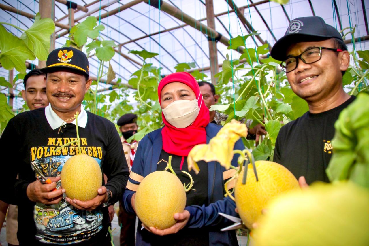Potensi Ekonomi Tinggi, Golden Melon dan Porang Jadi Komoditas Unggulan Madiun (Dok.MNC)