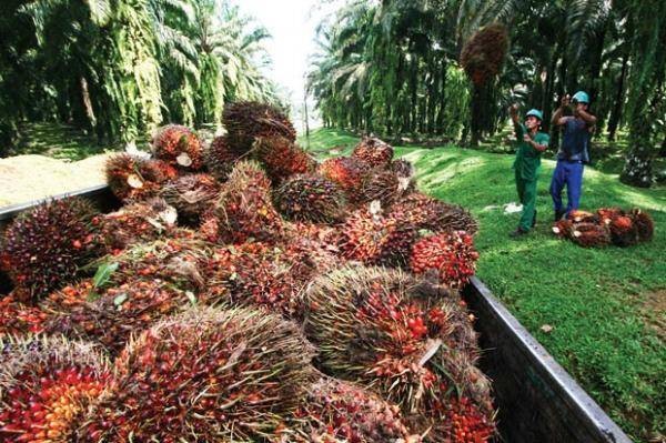 Penjualan CPO Turun Semester I-2023, Austindo (ANJT) Bukukan Rugi Rp70,13 Miliar (Foto: MNC Media)