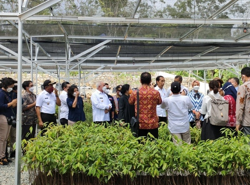 Asa Jokowi Hijaukan IKN Nusantara Lewat Persemaian Mentawir. (Foto: MNC Media)