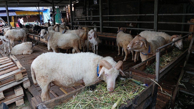 Apa Saja Perbedaan Kurban dan Akikah? Lebih Utama Mana? (Foto: MNC Media)