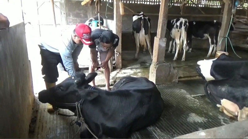 Banyak Sapi Terjangkit PMK, Peternak Jual  Rp1,5 Juta per Ekor. (Foto: MNC Media)