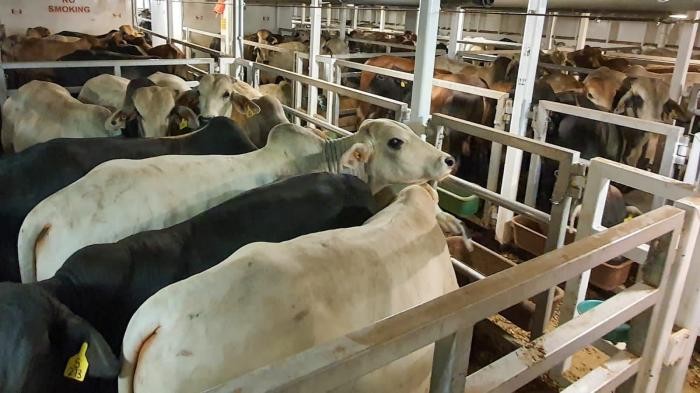 Sampai saat ini belum ada peternak sapi yang mendapatkan ganti rugi dari pemerintah terkait program pemusnah hewan yang terjangkit PMK.