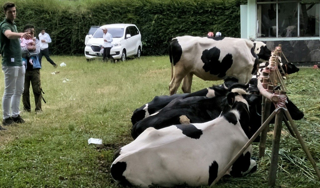 Wabah PMK Makin Ganas, Pasokan Susu Sapi ke KPSBU Lembang Anjlok (FOTO:MNC Media)