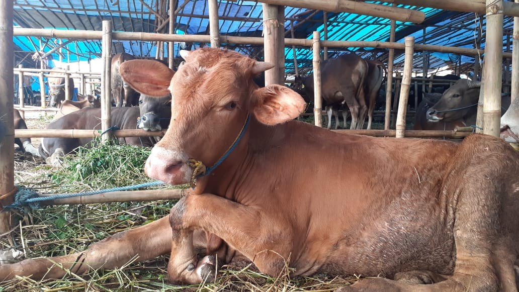 Harga sapi mengalami kenaikan hingga mencapai Rp4 juta per ekor dibandingkan dengan Idul Adha tahun lalu.