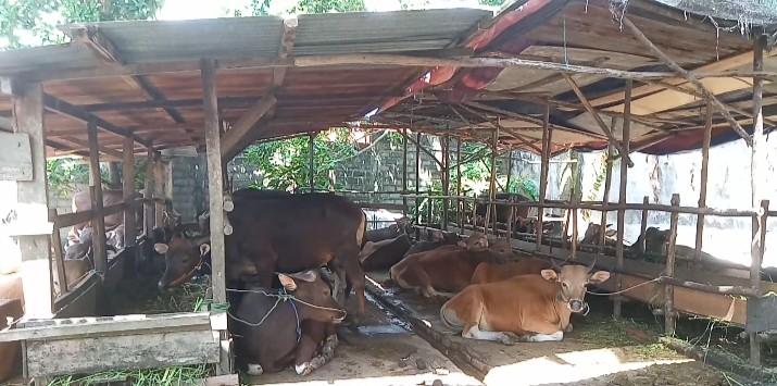 Jelang datangnya Hari Raya Idul Adha 1443 H mendatang, umat muslim yang ingin berkurban masih dikhawatirkan adanya hewan kurban terpapar PMK.