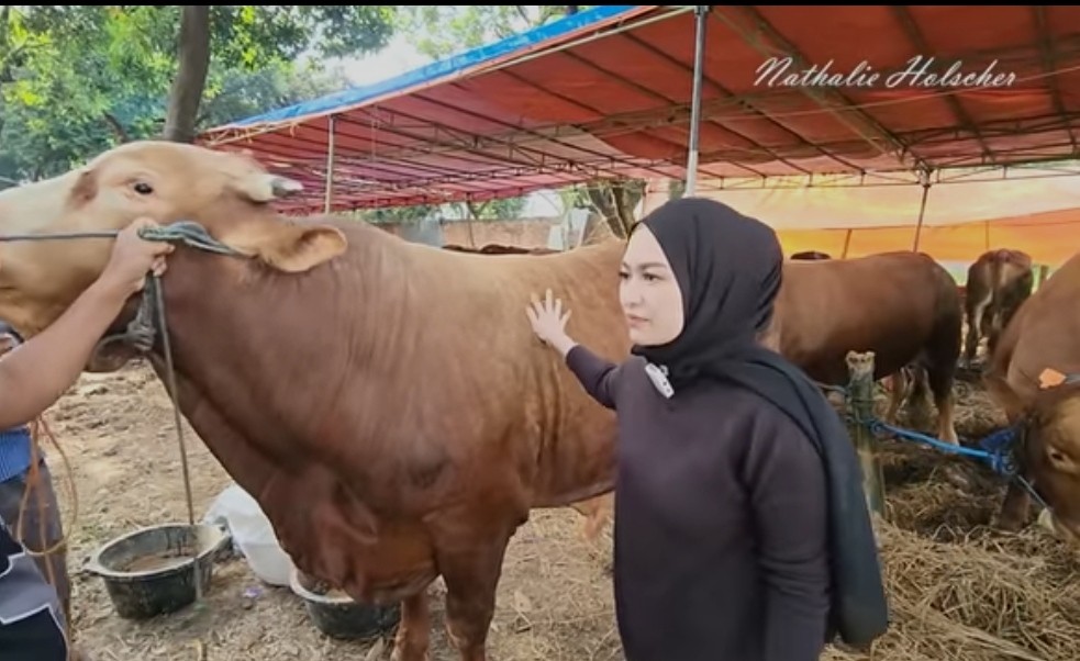 Jelang Idul Adha, Nathalie Holscher Beli Sapi Kurban Rp85 Juta (FOTO:Dok youtube nathalie)