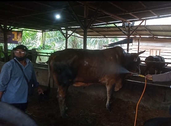 Berat 8 Ton, Ini Penampakan Sapi Sultan yang Dipesan Jokowi (Foto: Ist)