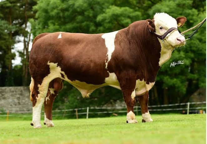 Ras Simental, Sapi Kurban Presiden untuk Warga Sumsel Berbobot 1,6 Ton (FOTO:MNC Media)