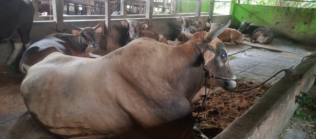 Dijamin Bebas dari Wabah PMK, Berat Sapi Kurban Jokowi di Jambi 800 Kilogram (FOTO:MNC Media)
