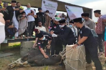 Jangan Sampai Salah! Begini Prosedur Pemotongan Hewan Kurban di Daerah Terwabah PMK (foto: MNC Media)