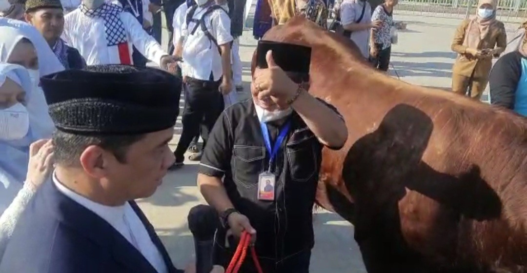 Ikuti Jejak Anies, Wagub DKI Jakarta Serahkan Sapi 1,1 Ton ke Panitia Kurban JIS. (Foto: Refi Sandi/ MNC Media)