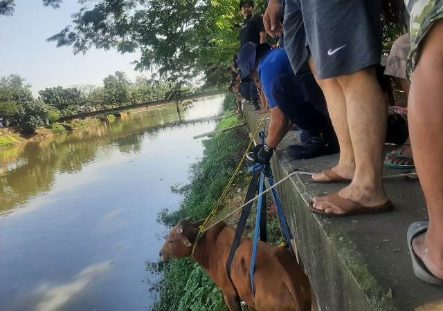 Sapi Kurban Ngamuk, Tercebur ke Kali Cengkareng Drain (Foto: Ist)