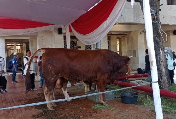 Hari Ini, Sapi Kurban Jokowi Berbobot 1,2 Ton Bakal Disembelih di Masjid Istiqlal (FOTO:Dok Ist)