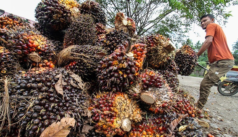 Triputra Agro (TAPG) Cuan Rp1,62 Triliun hingga Kuartal III-2024, Naik 46 Persen (foto mnc media)