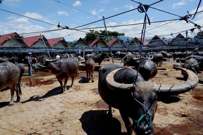 Terus Menyebar, 50 Kerbau di Riau Teridentifikasi Wabah PMK (FOTO:MNC Media)