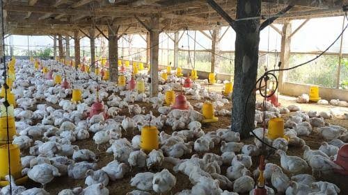 Bos Dewi Shri (DEWI) Optimis Potensi Bisnis Ayam Broiler Sangat Besar di RI (FOTO:MNC Media)