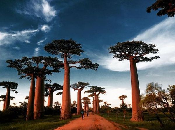 6 Fakta Pohon Baobab, Pohon dari Surga yang Tumbuh hingga 30 Meter. (FOTO: MNC Media)