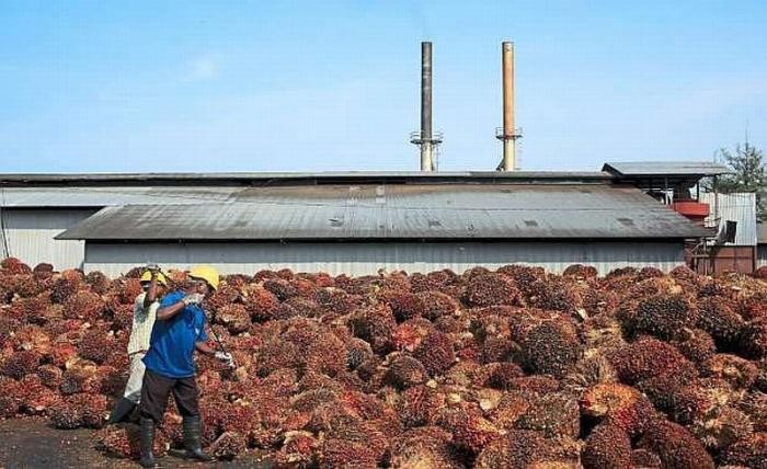 Palma Serasih (PSGO) Kerja Sama Investasi di Kek Malay Batuta Trans Kalimantan. (Foto: MNC Media)