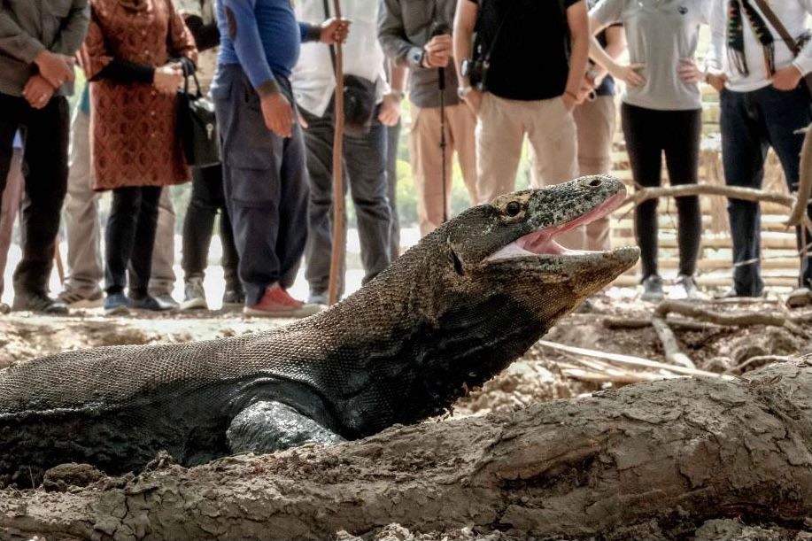 Tiket Masuk Batal Naik, Ini Langkah Sandiaga Kembangkan TN Komodo (FOTO: MNC Media)