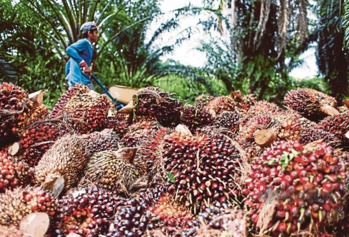Tarif Pungutan Ekspor Sawit Direvisi, Saham-Saham Ini Ketiban Berkah (foto mnc media)