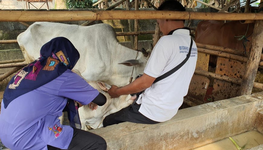 Pemkab Tangerang Siapkan 600 Dosis Vaksin PMK Tahap Dua. (Foto: MNC Media)