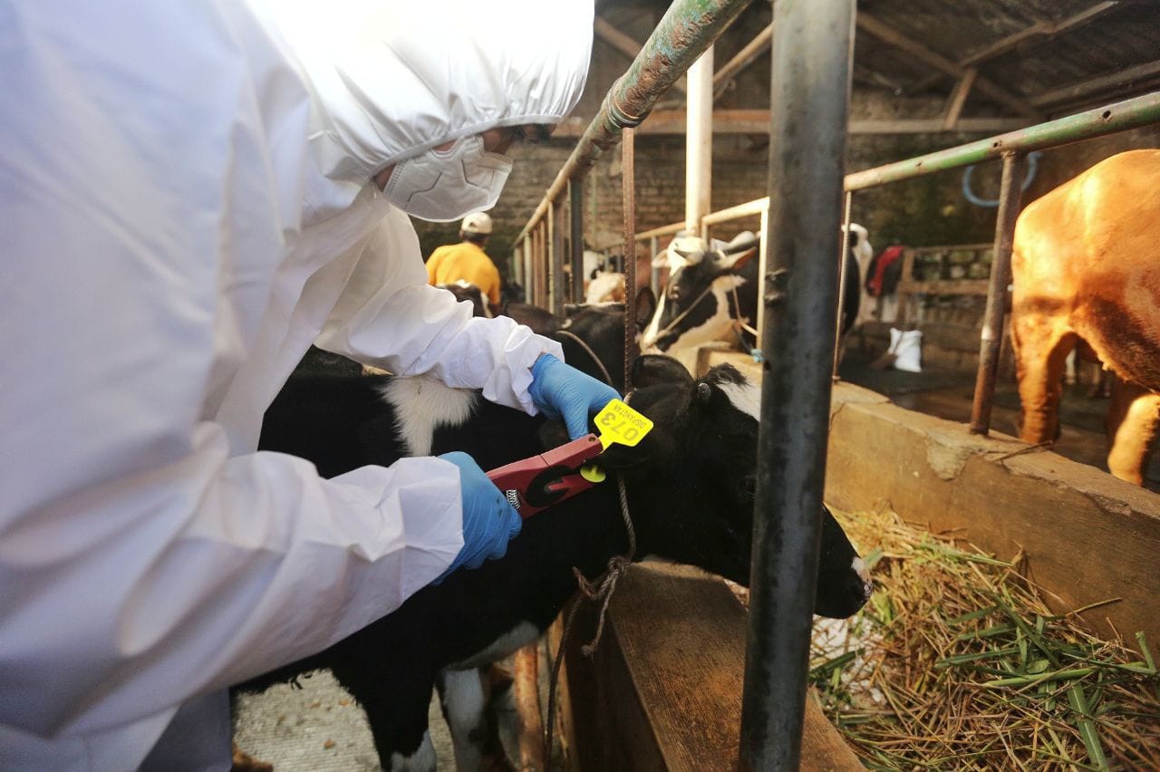 Ratusan Ternak di Bandung Terima Vaksinasi Kedua untuk Cegah PMK. (Foto: Istimewa/MNC Media)