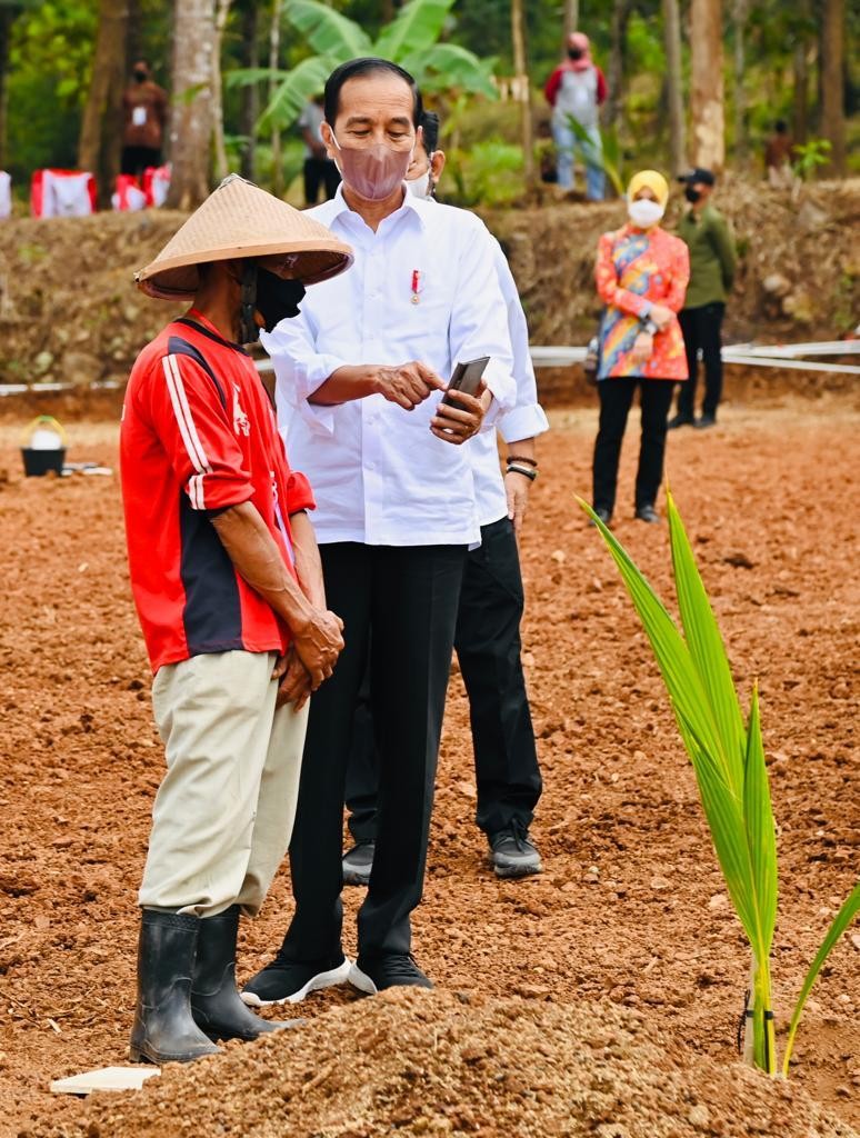 Bisa Diolah Jadi Gula dan Minyak, Jokowi Pantau Penanaman Kelapa Genjah di Sukoharjo (Dok.Ist)