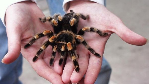 Budidaya Tarantula Bisa Datangkan Cuan, Wanita Ini Raup Puluhan Juta. (Foto: MNC Media)