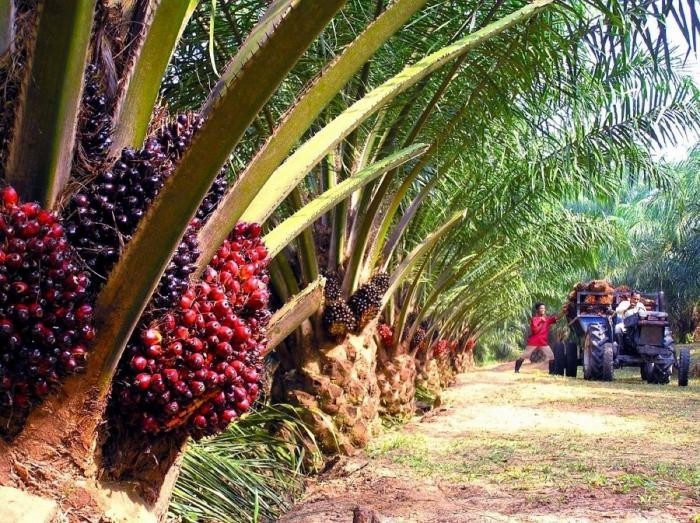 Harga Minyak Sawit di Bursa Malaysia Naik Usai India Kerek Impor CPO (FOTO:MNC Media)