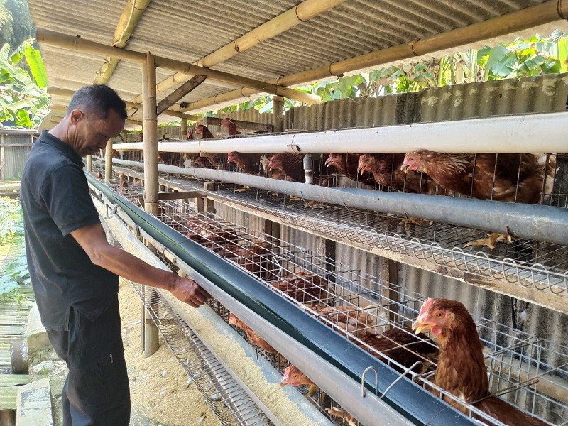 Peternak Ayam Meradang, Kalah Saing dengan Perusahaan Besar. (Foto: MNC Media).
