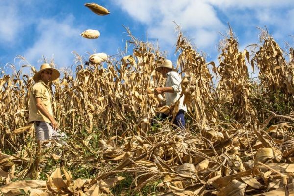 Intip Strategi dan Peluang Agribisnis, Apa Saja yang Perlu Disiapkan? (Foto: MNC Media)