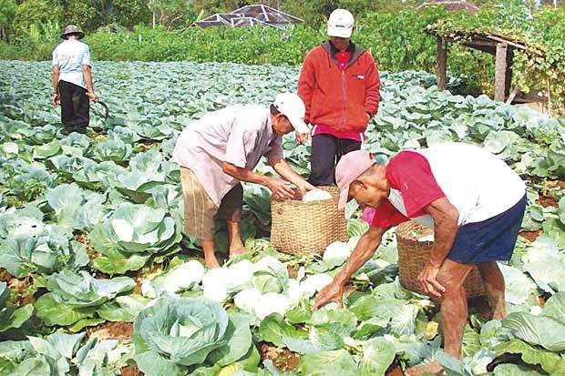 Petani Sayuran di Lembang Pusing Usai Subsidi Pupuk Dicabut (FOTO:MNC Media)