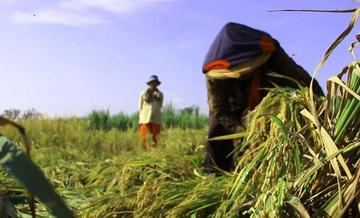 10 Jenis Pekerjaan yang Menghasilkan Barang dan Jasa, Mulai dari Petani hingga TNI (Foto: MNC Media)