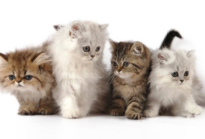 Cek Daftar Harga Kucing Persia Terbaru, dari Termurah hingga Termahal. (Foto: MNC Media)