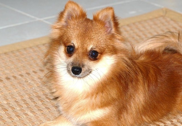 Harga Anjing Mini Pom, Apa Bedanya dengan Pomeranian? (Foto: MNC Media)
