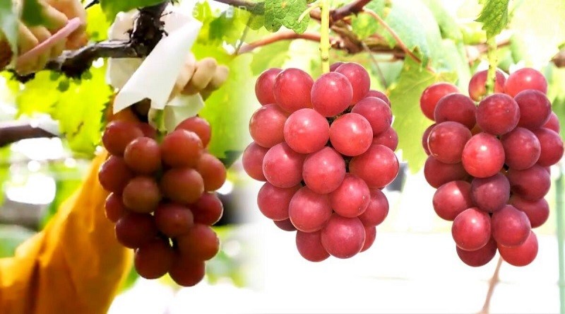 Inilah Anggur Termahal di Dunia, Harga Mencapai Rp170 Juta per Ikatnya (Foto: MNC Media)