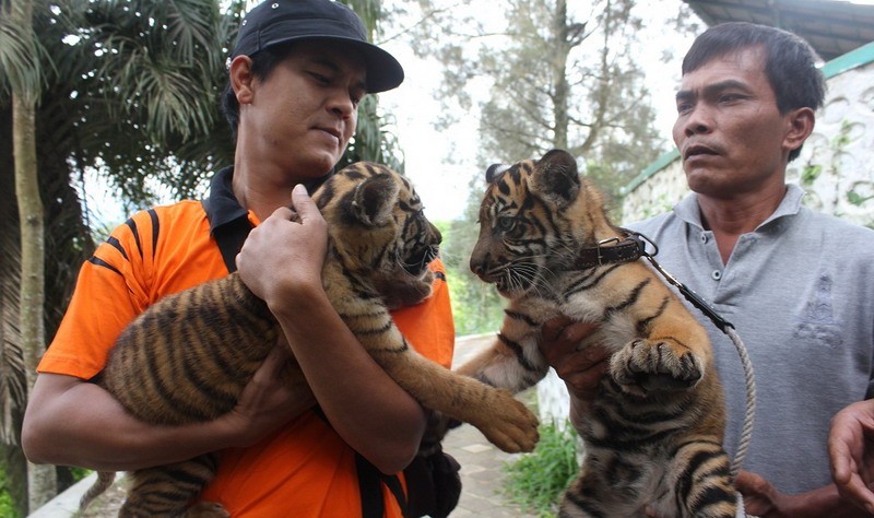 Segini Gaji Pawang Harimau, Menggiurkan Meski Berisiko Tinggi. (Foto: MNC Media)